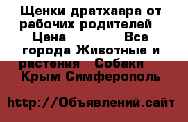 Щенки дратхаара от рабочих родителей › Цена ­ 22 000 - Все города Животные и растения » Собаки   . Крым,Симферополь